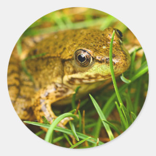 Sticker Rond Un dialogue rapide avec une petite grenouille vert
