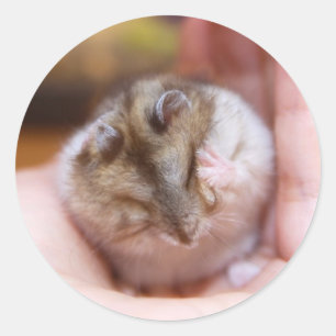 Sticker Rond Un mal de tête de hamster