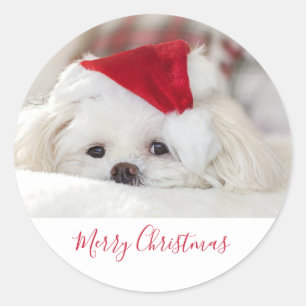 Sticker Rond Un mignon chien blanc dans un Casquette de Noël ro