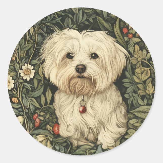 Sticker Rond Un mignon chien maltais dans un jardin à la Willia (Devant)