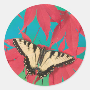Sticker Rond Un papillon swallowtail du Canada