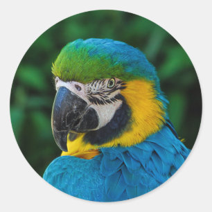 Sticker Rond Un perroquet bleu
