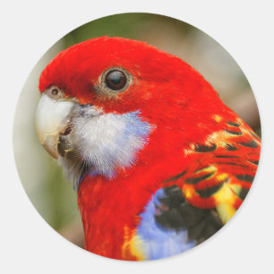 Sticker Rond Un Rosella oriental Cheeky