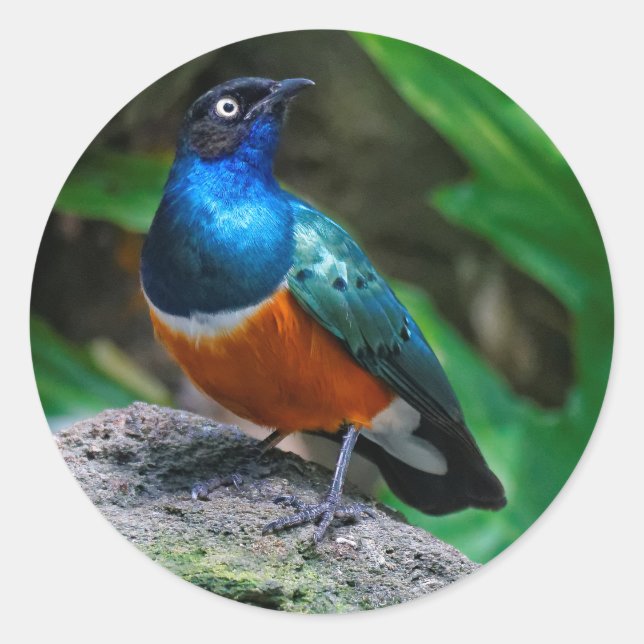 Sticker Rond Un Superbe Songbird Starling Africain (Devant)