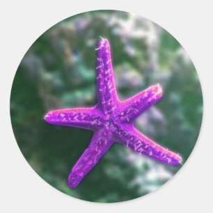 Sticker Rond Une étoile de mer violette