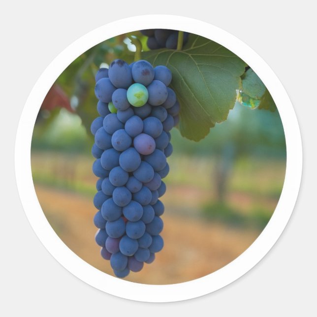 Sticker Rond Une grappe de raisins frais violets (Devant)