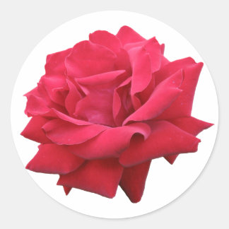 Sticker Rond Une rose rouge classique