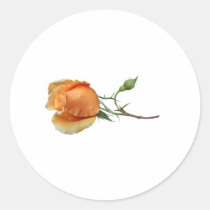 Sticker Rond Une seule bouture de rose