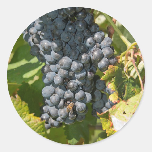 Sticker Rond Uruguay, Montevideo, Colon Area Bodegas (Devant)