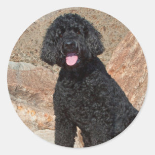 Sticker Rond USA, Californie. Labradoodle assis