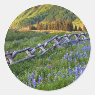 Sticker Rond USA, Colorado. Lupines and split rail fence