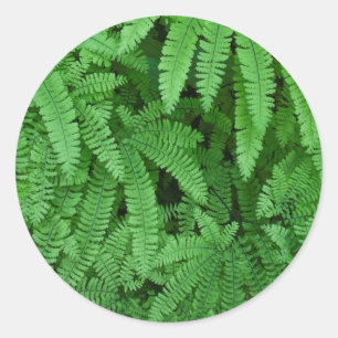 Sticker Rond USA, Oregon, Silverton. Maidenhair Ferns