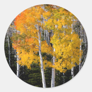 Sticker Rond Utah, USA. Arbres à peuplier (Populus Tremuloides)
