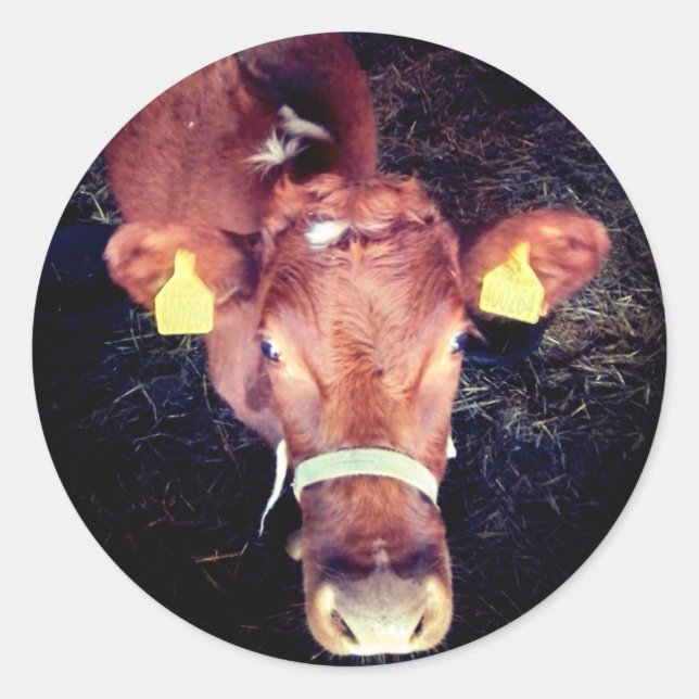 Sticker Rond vache Brown (Devant)