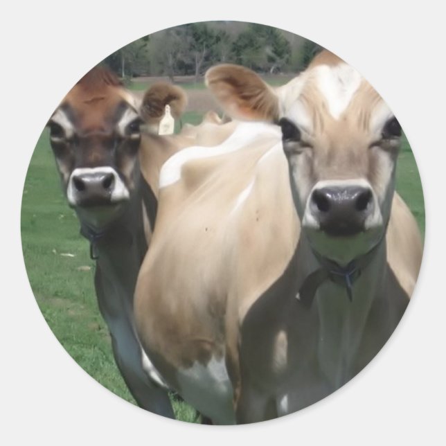 Sticker Rond Vaches du Jersey (Devant)
