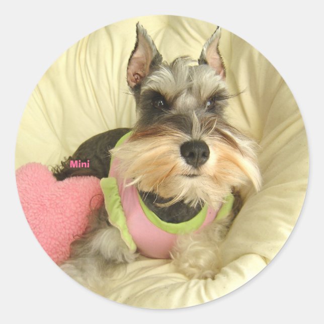 Sticker Rond Valentine Miniature Schnauzer (Devant)