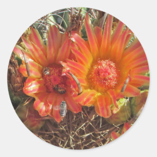 Sticker Rond Vibrant Fleur de cactus orange avec abeilles Photo