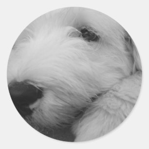 Sticker Rond Vieux chien de berger anglais