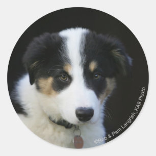 Sticker Rond Vieux chiot de border collie de 12 semaines