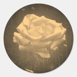 Sticker Rond Vieux Photo Belle Rose Rose Gros plan
