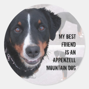 Sticker Rond Vignette "Appenzeller Sennenhund"