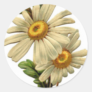 Sticker Rond Vintage Daisy