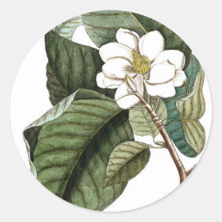 Sticker Rond Vintage Magnolia #10 Cadeau d'art botanique pour e