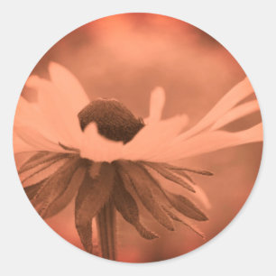 Sticker Rond Vintage Sepia Black Eyed Susan Flower