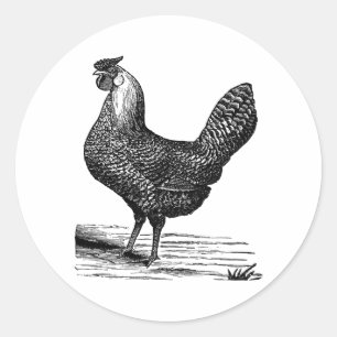 Sticker Rond Vintage vecteur poulet vintage 1900