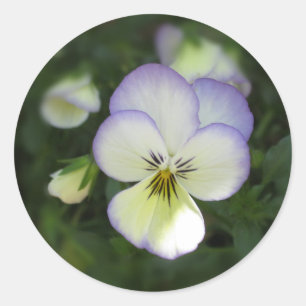 Sticker Rond Viola Pansy ~ Crème lavande