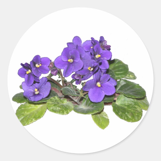 Sticker Rond Violet africain (Devant)