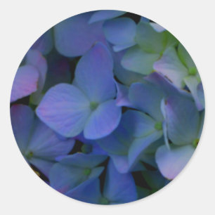 Sticker Rond Violet violet rose bleu hydrangée fleurie