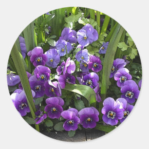 Sticker Rond Violettes violettes