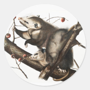Sticker Rond Virginian Opossum Didelphis Virginia Illustration