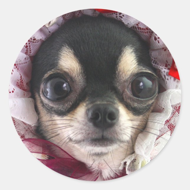 Sticker Rond Visage de Chihuahua noir mignon (Devant)
