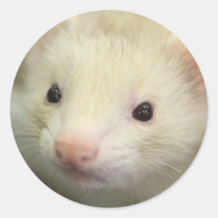 Sticker Rond Visage de furet