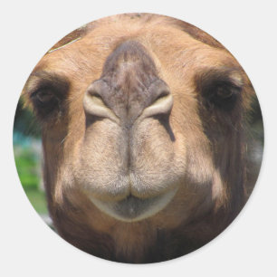 Sticker Rond Visage du chameau