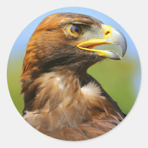 Sticker Rond Vision d'un bel aigle d'or jeune