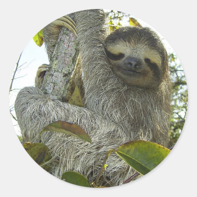 Sticker Rond Vivre la vie comme une Sloth (Devant)