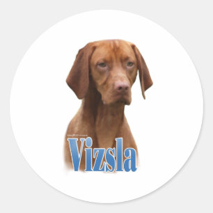 Sticker Rond Vizsla; Vizsla race de chien; Vizsla race; Vizsla 