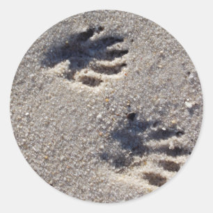 Sticker Rond Voies de raton laveur dans le sable