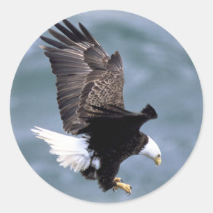 Sticker Rond Vol d'aigle