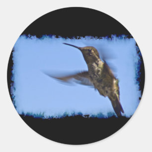 Sticker Rond Vol du colibri