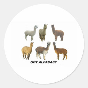 Sticker Rond Vous avez Apacas ?