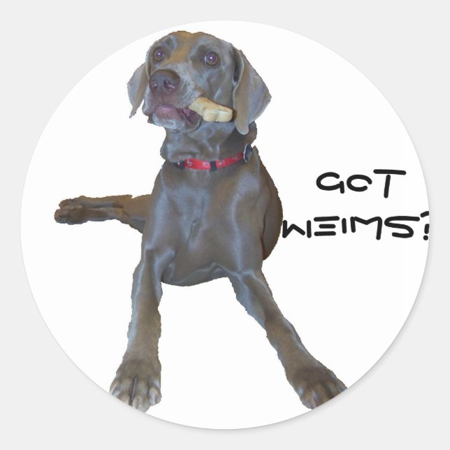 Sticker Rond Vous avez Weims ? Pin Weimaraner (Devant)