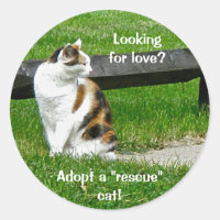Vous cherchez l'amour ? Adoptez un chat "secourt" 