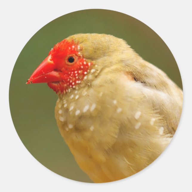 Sticker Rond Vous êtes une étoile ! Finch (Devant)