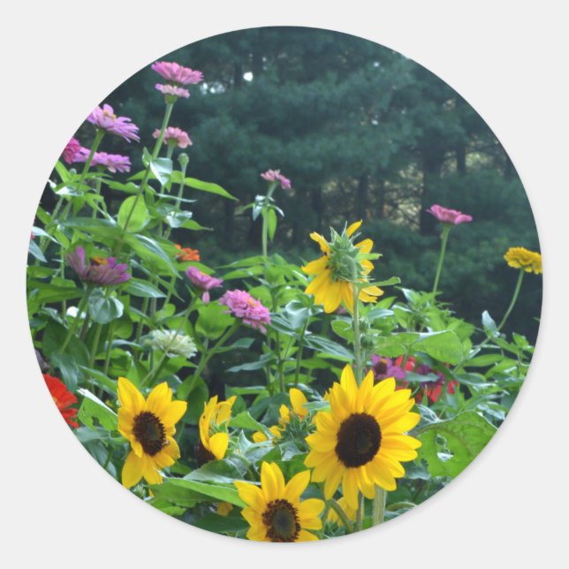 Sticker Rond Vue jardin- tournesol, marguerites, cosmos (Devant)