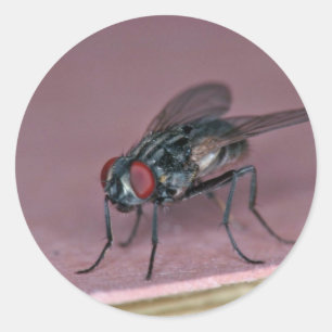 Sticker Rond Vue plus rapprochée de l'insecte mouche de la mais