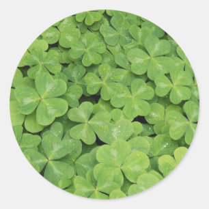 Sticker Rond Vue sur Oxalis Oregana Bois Sorrel Foliage